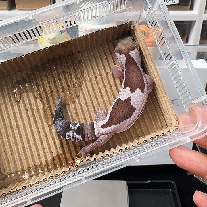 肥尾守宫高白奥祖搞起来！