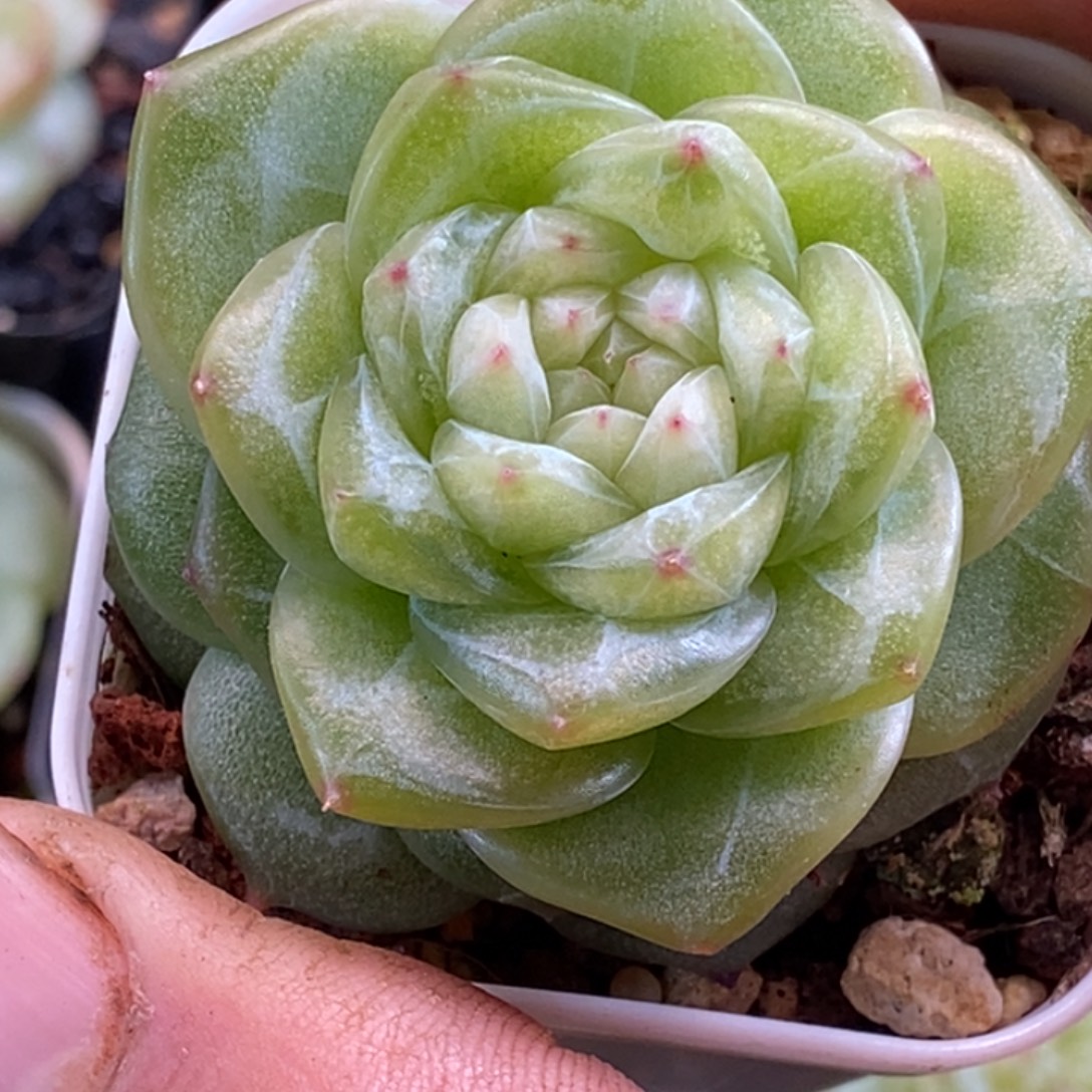 天官赐福百无禁忌