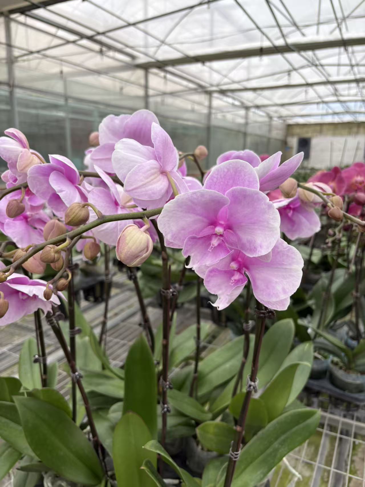 蝴蝶兰 粉迷雾 3.5寸杯 单花剑带花带花苞