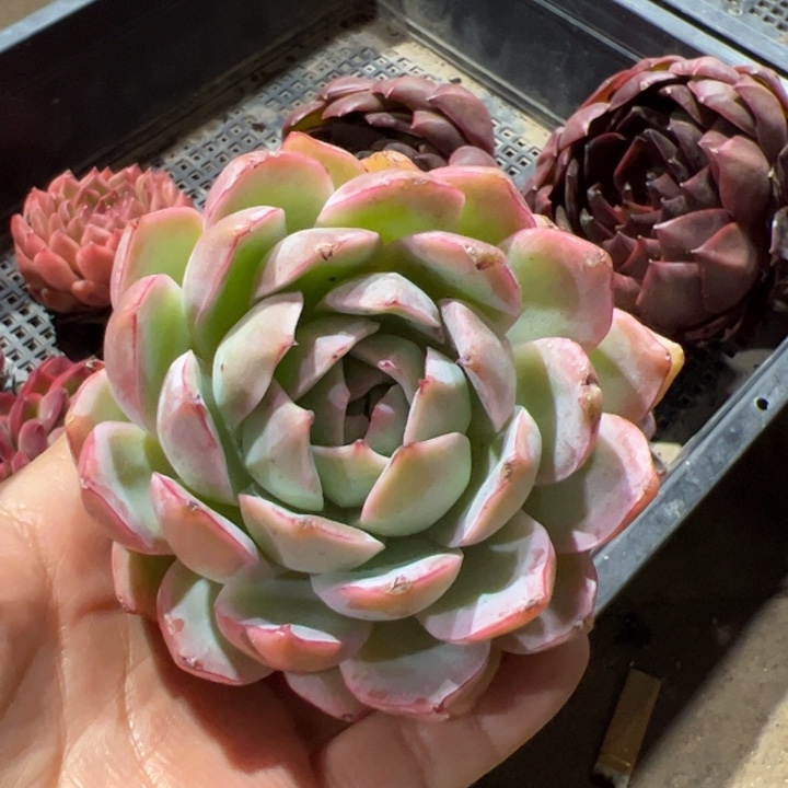 新疆包邮 何仙姑