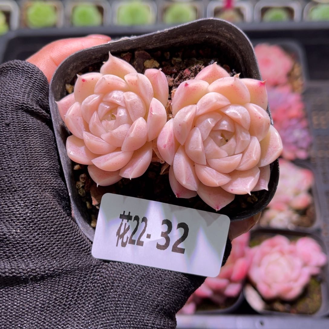 花22-32麦秆双头