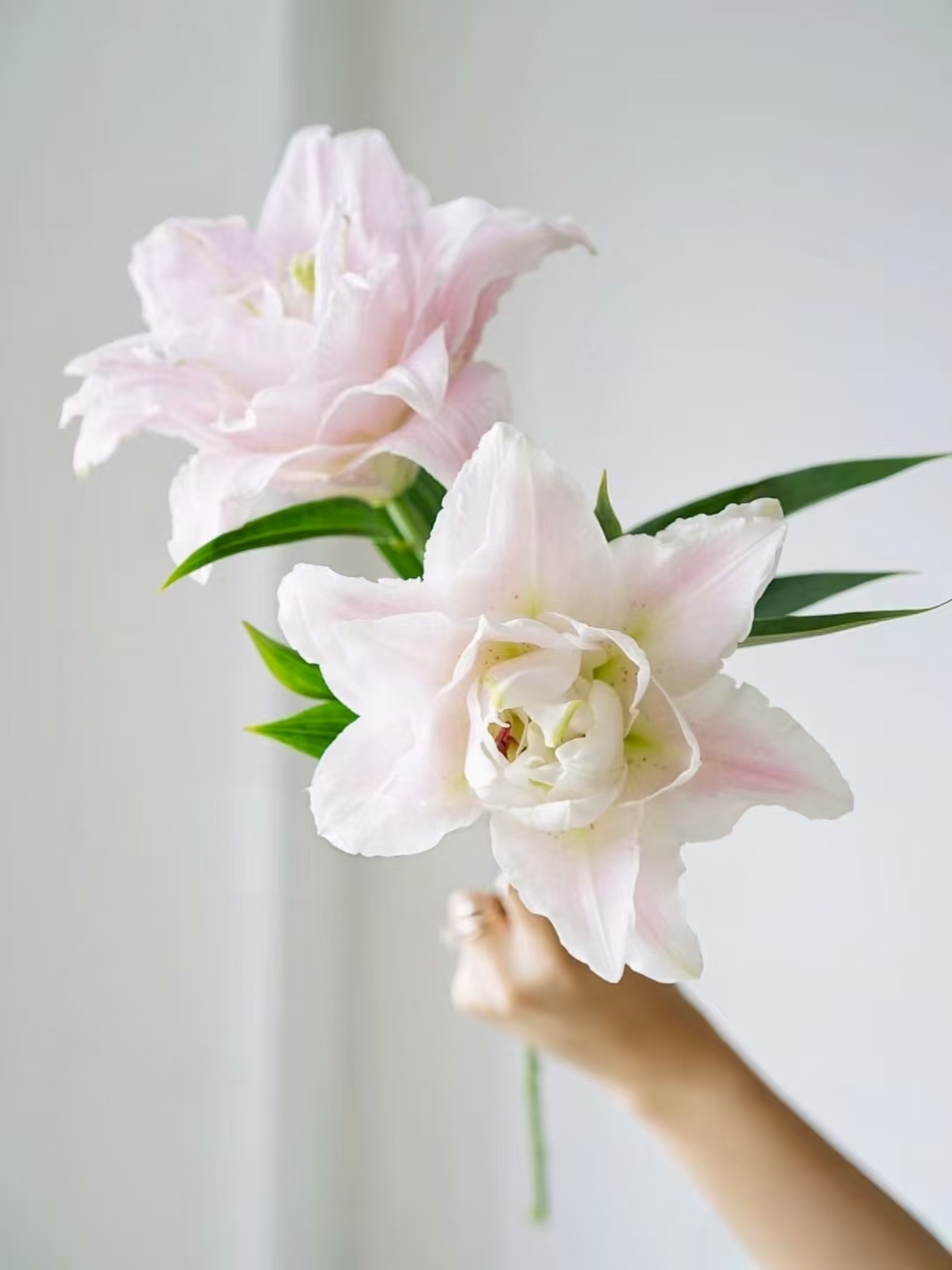 粉色荷兰-重瓣百合-云南基地直发