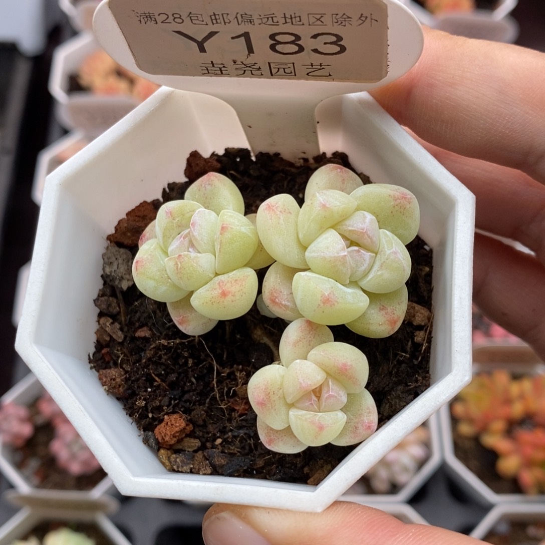 0183 冰玉不包整 4.5cm 