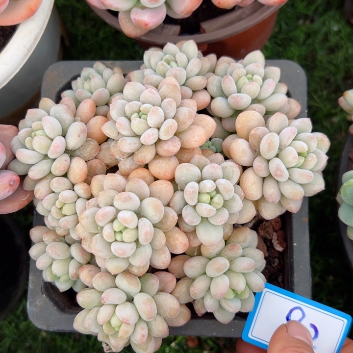 82洛可可平平安安健健康康