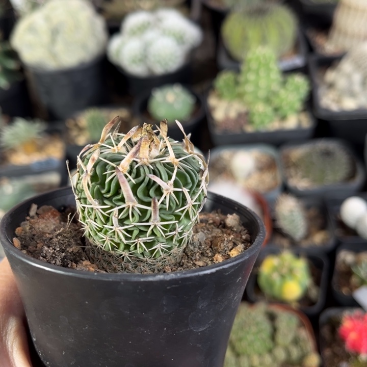 仙人球一物一拍实生