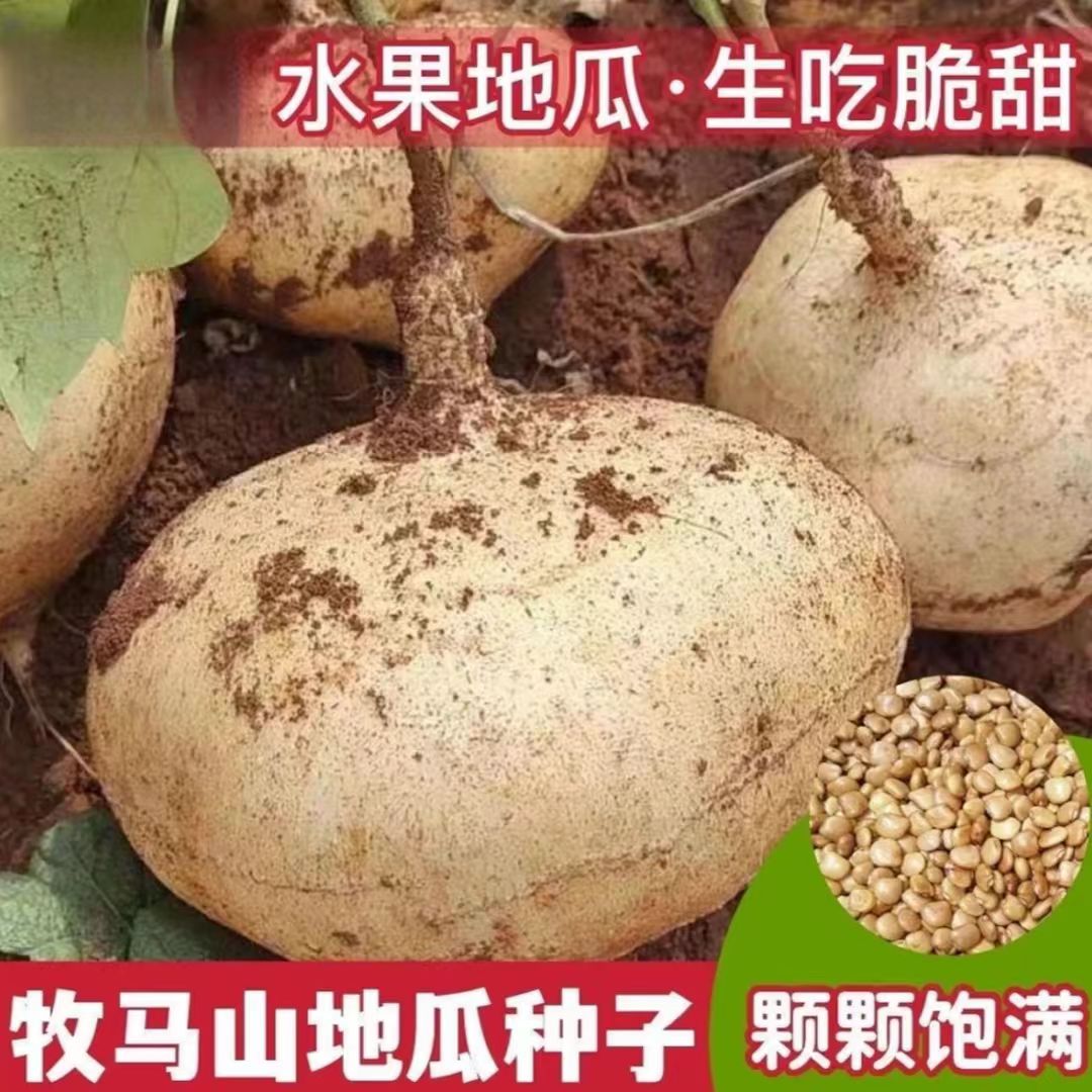 牧马山地瓜种子  早熟凉薯水果地瓜种籽高产阳台盆栽