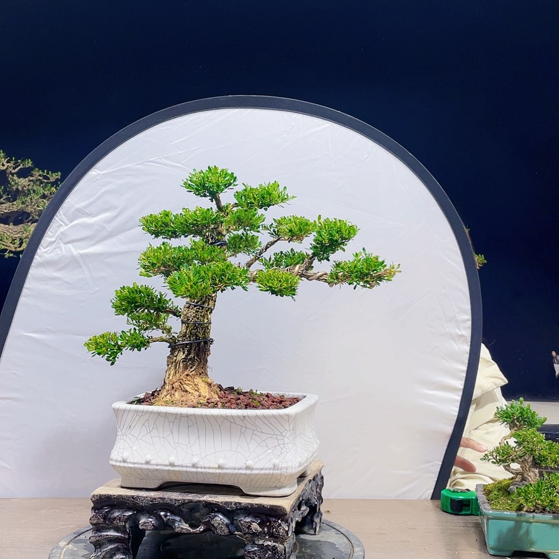 完全开放黄杨盆景四季常青