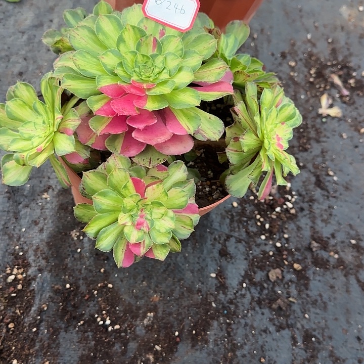 精品多肉植物0246