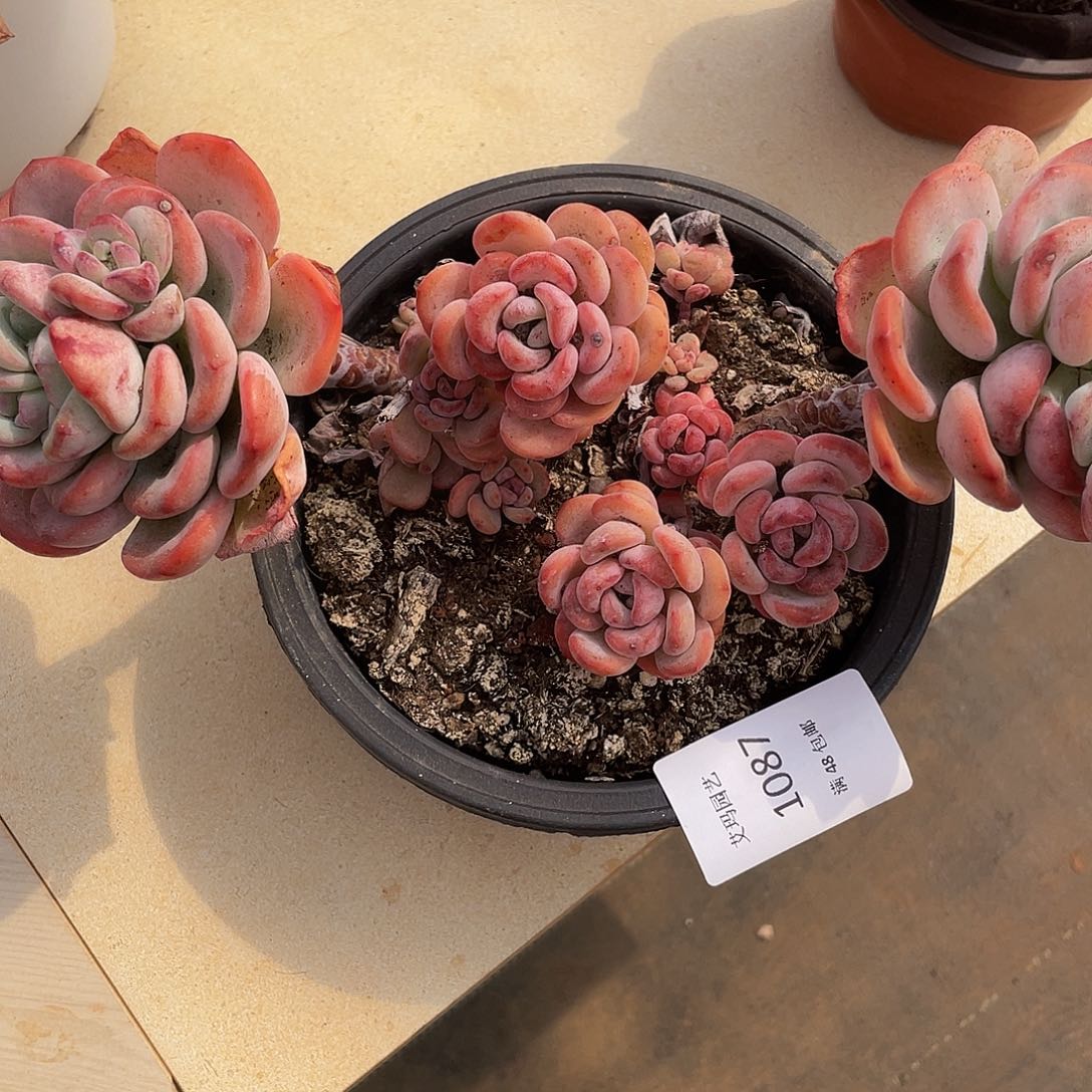 慢慢雪087 多肉多肉多肉