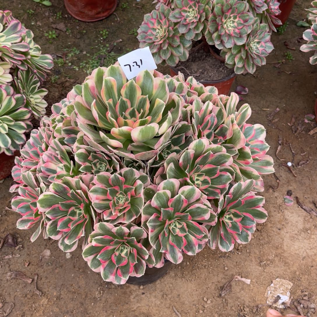 嗯***～12-7-31粉女巫初恋寄养