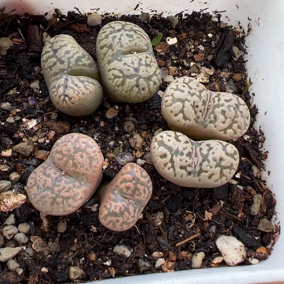 1.15好看的多肉054