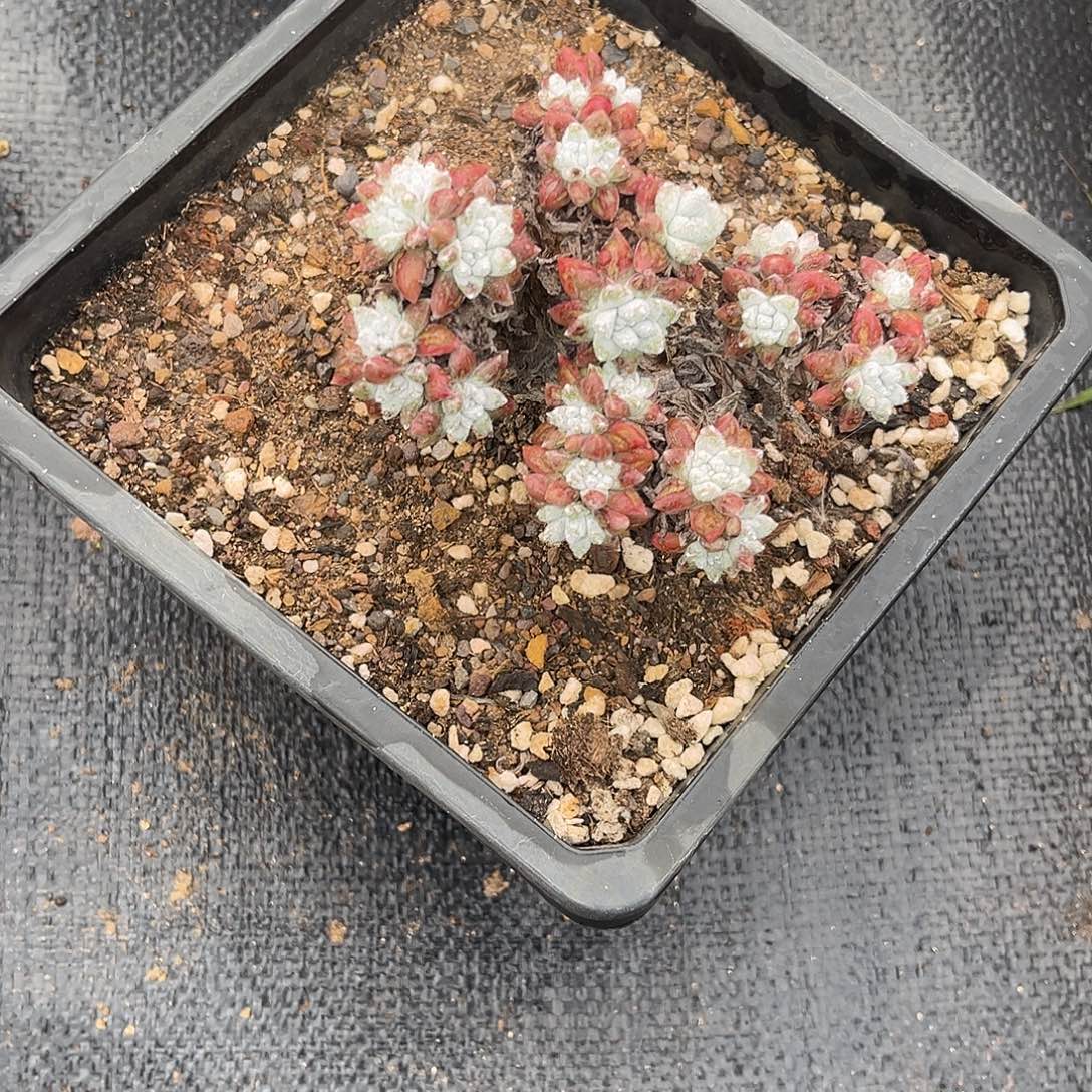 小鹿多肉一物一拍