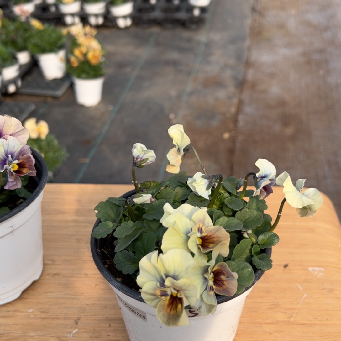 红陶抖音直播间闪拍59