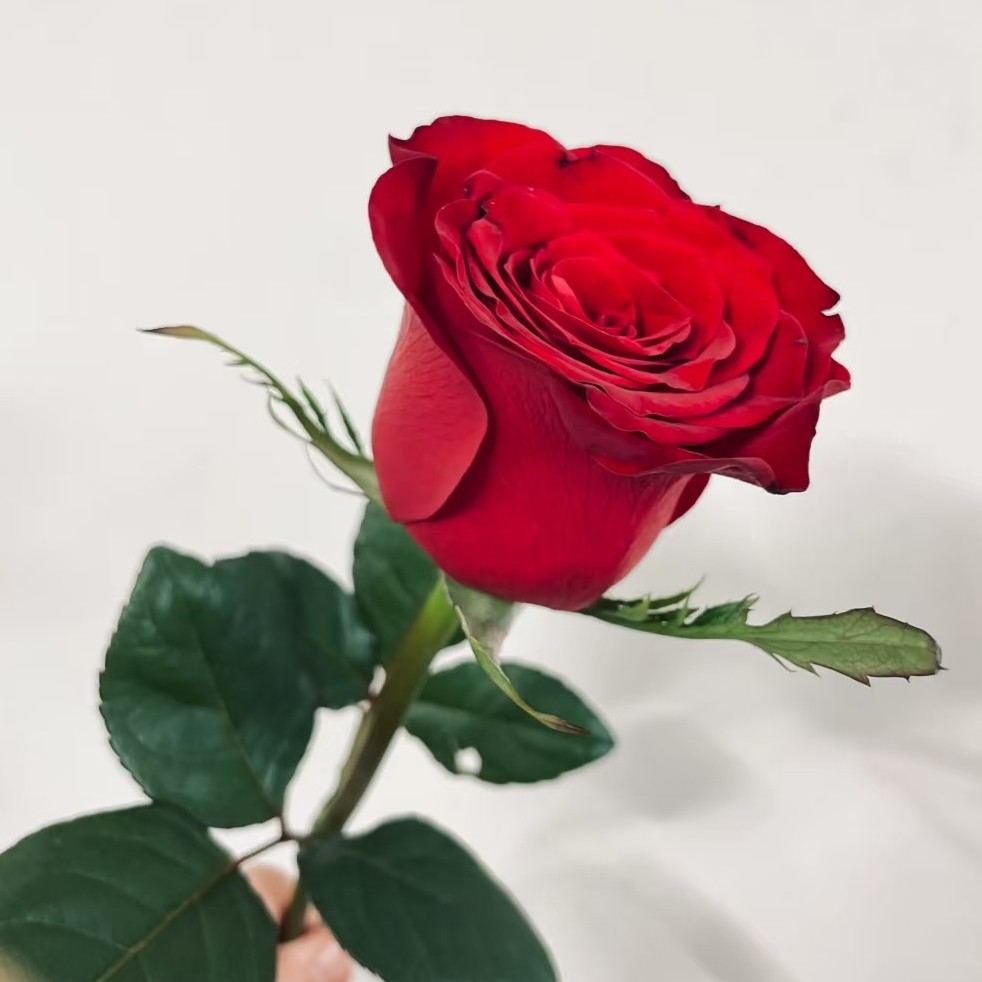 高原红红玫瑰（5支）