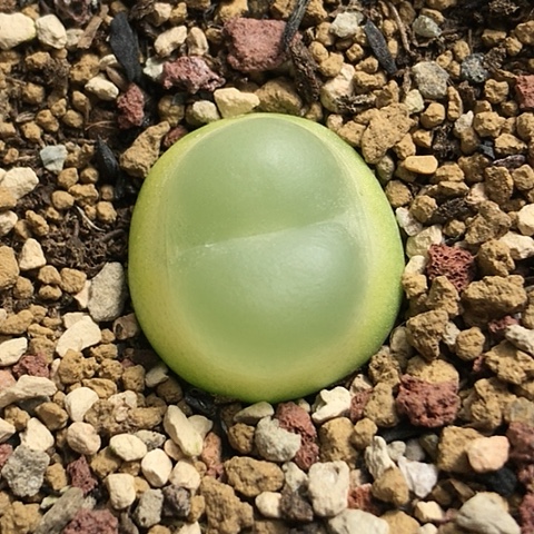 多肉肉锥 1.8Cm 拉登