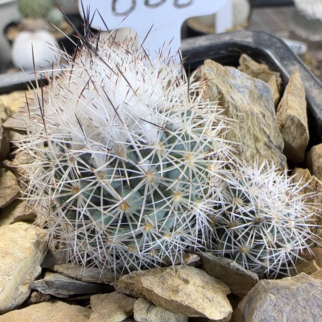 0008实生白琅多肉5厘米