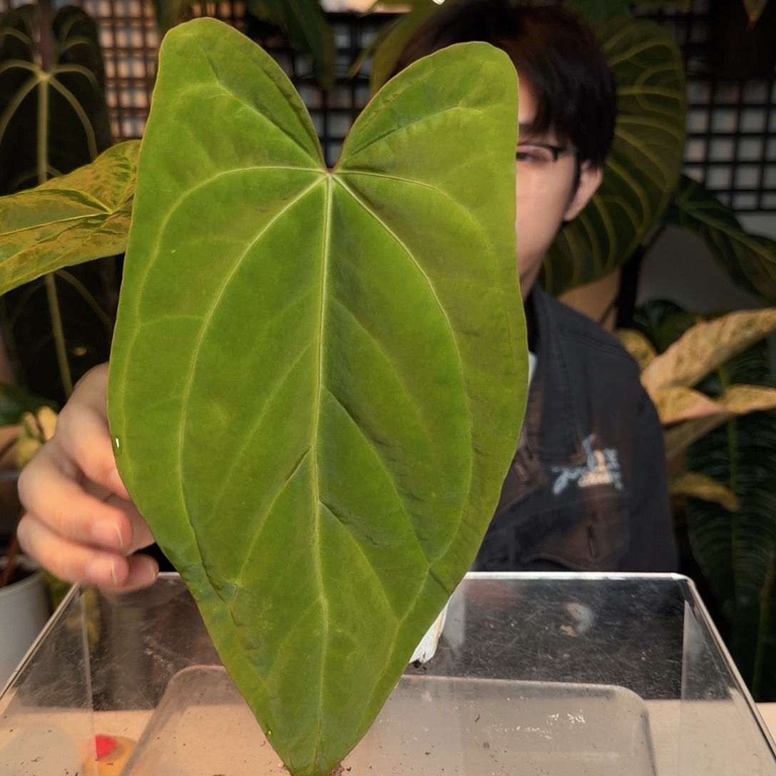 完全开放O163 弧形paip杂paipLG