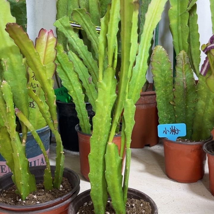 当前无花栽培后可以开花炎**日橙鱼