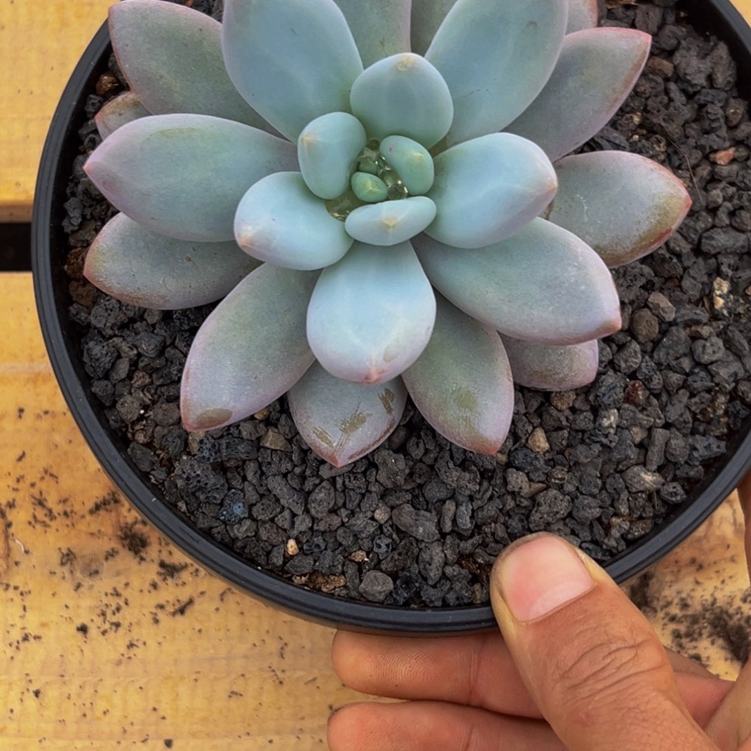 大****✿0028下午多肉植物群生