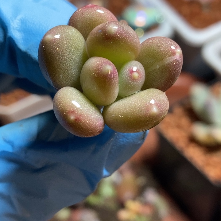 咖啡美人锦多肉植物