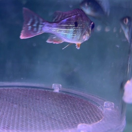 慈鲷鱼5厘米F1尼姆宾金头1只