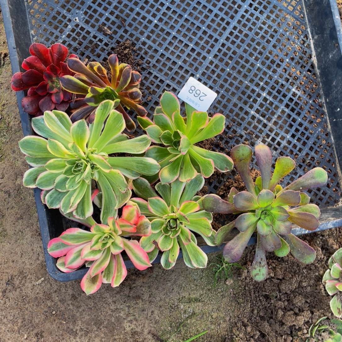 268发十斤多肉组合5颗