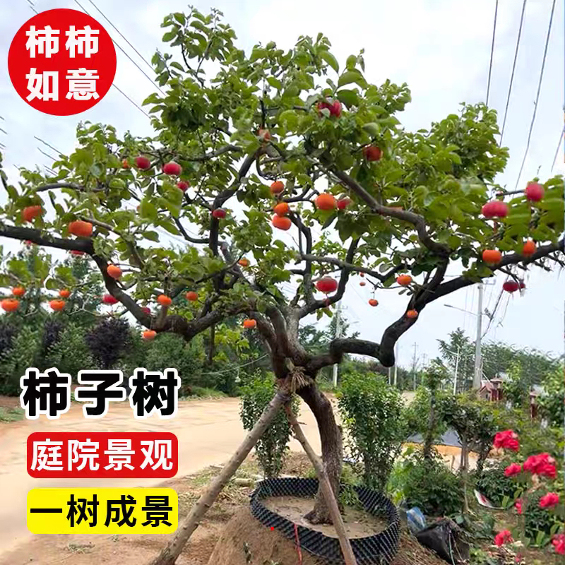 太秋甜脆柿子树苗嫁接果树苗南北方种植耐寒果树苗柿子盆栽地载苗