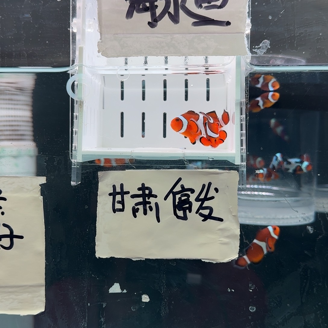 海水鱼4+配4.5+精品黑边公子一对