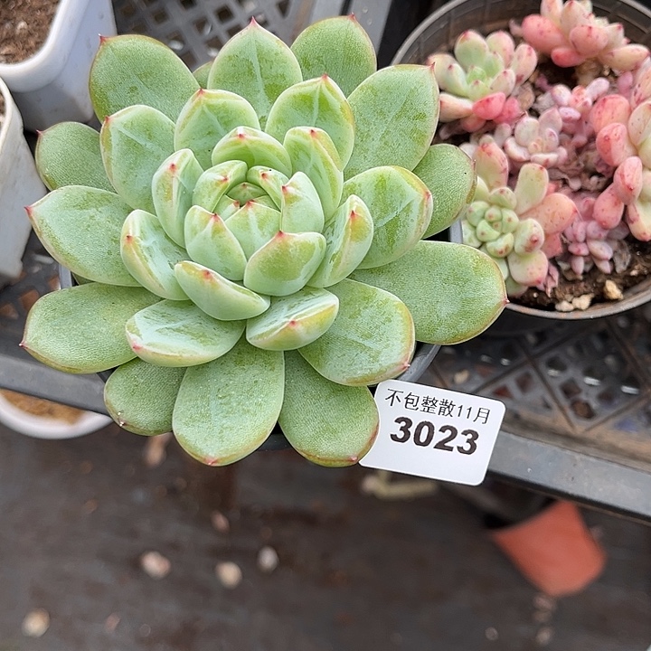 阿雅园艺。           3023雪花