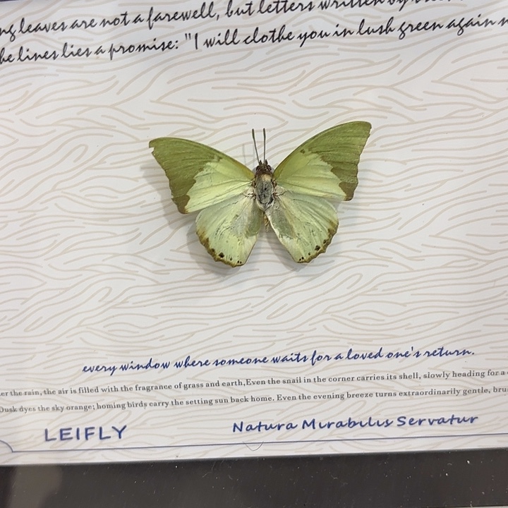 V***a蝴蝶标本定制375@