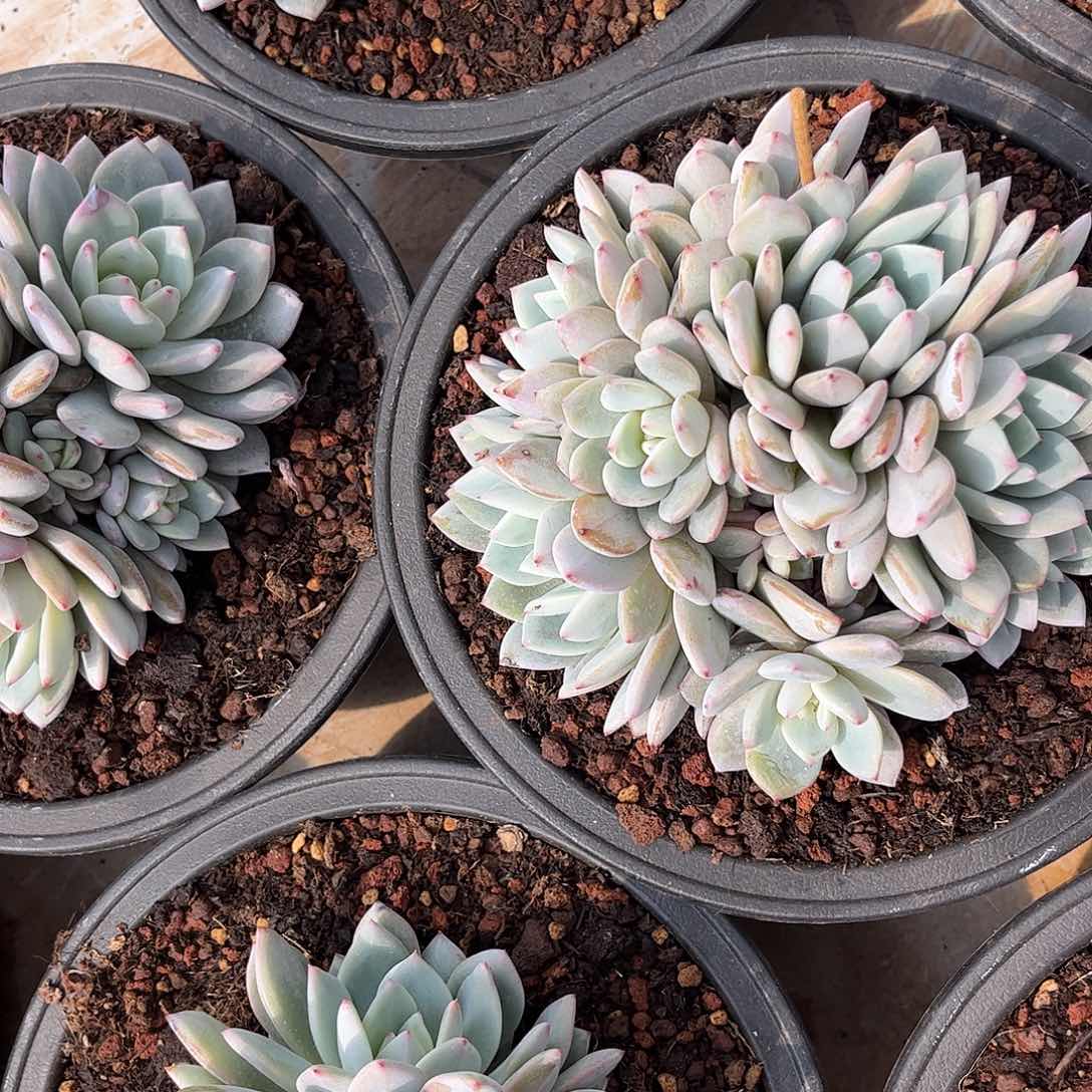 蔬**子寄养链接的肉肉的肉肉