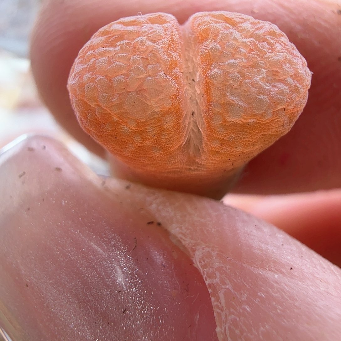 1.31.27/橘色网格窗/多肉植物