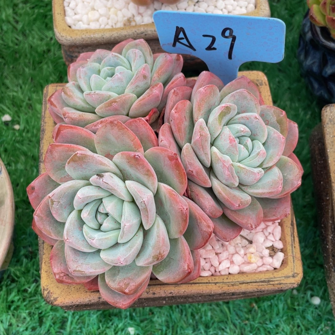 多肉植物盆栽多肉4
