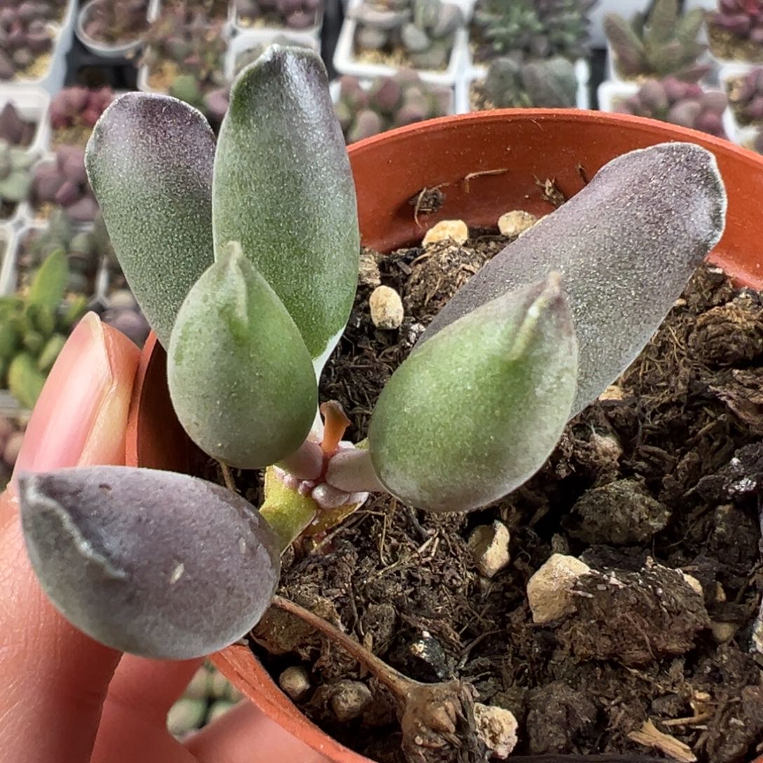 艺伎海豹单头纯木质桩多肉植物