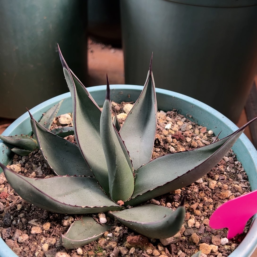 无花朵多肉植物鲨鱼皮龙舌兰