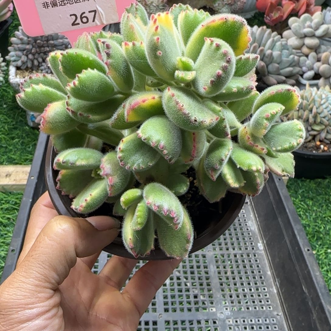 锦安精品多肉植物267