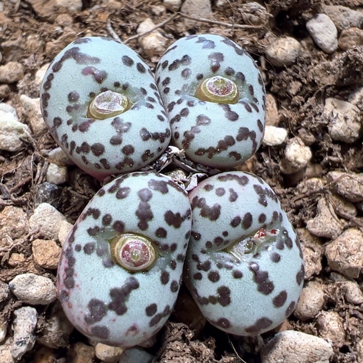 841。 优选ts603.   福利。 