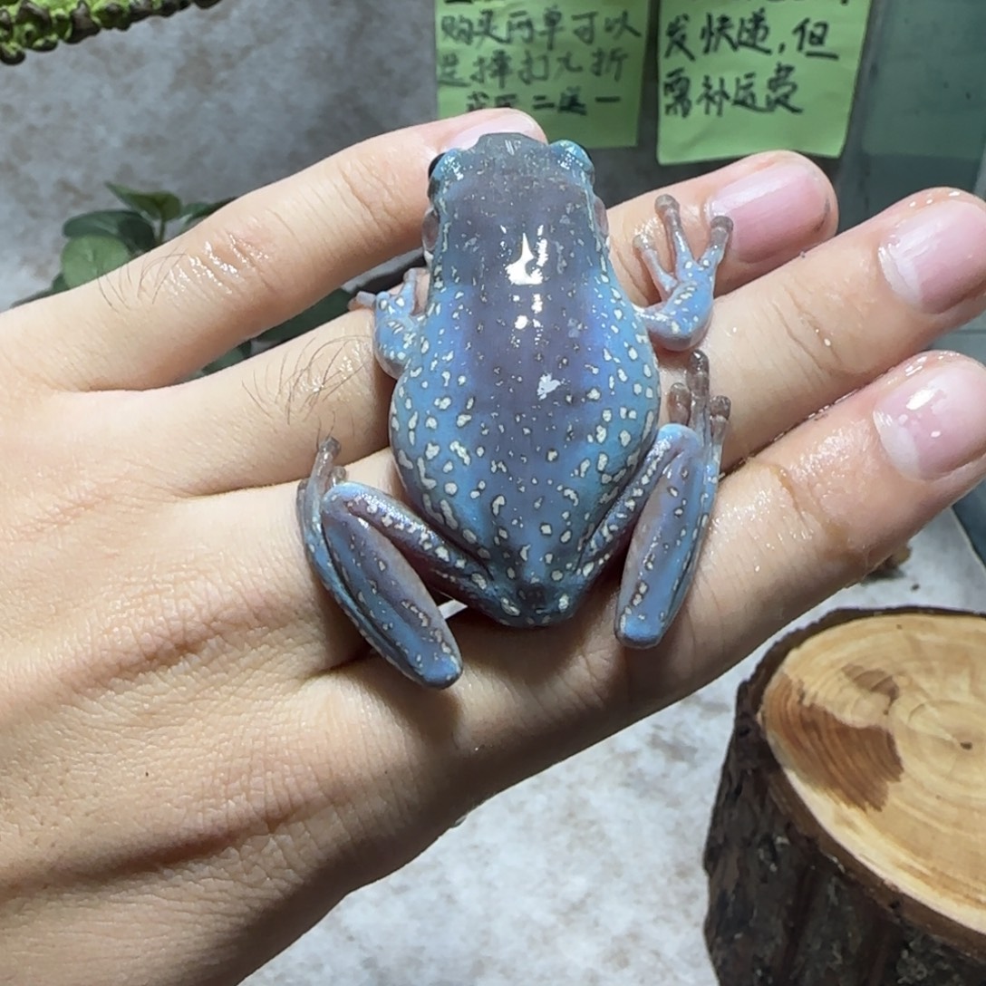 老爷树蛙5 梦幻系奥蓝两侧暴雪