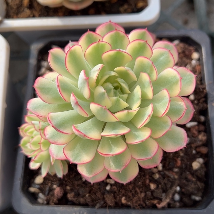 梦幻玫瑰黄锦一物一拍