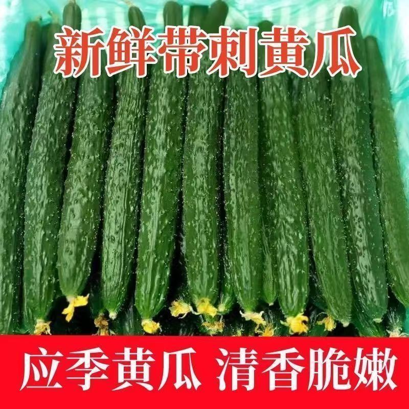 农家自种新鲜带刺黄瓜现摘应季可生吃凉拌的爽口蔬菜