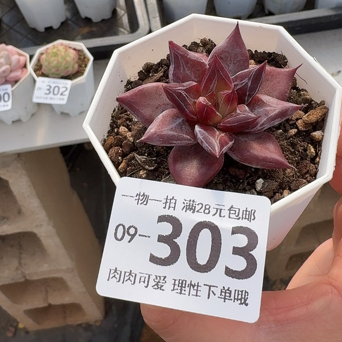 墨韵无盆土发货无