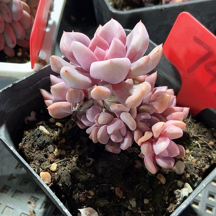 多肉植物丘比特743