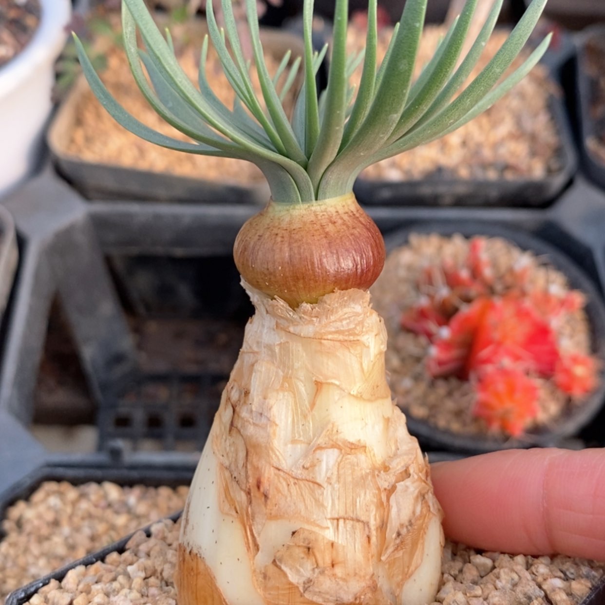 【闪购商品】GN弹簧草