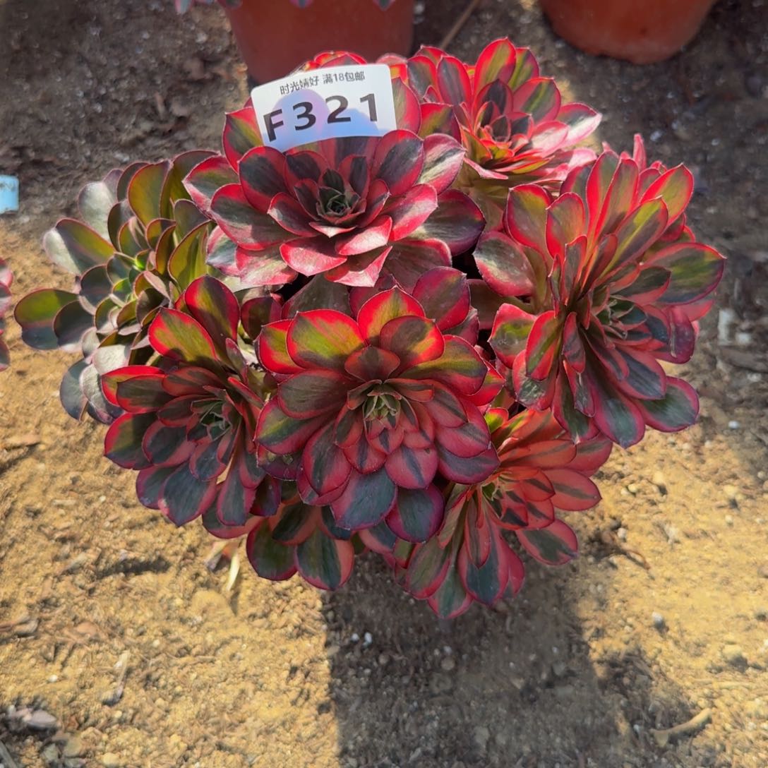 321魅金锦。多肉植物