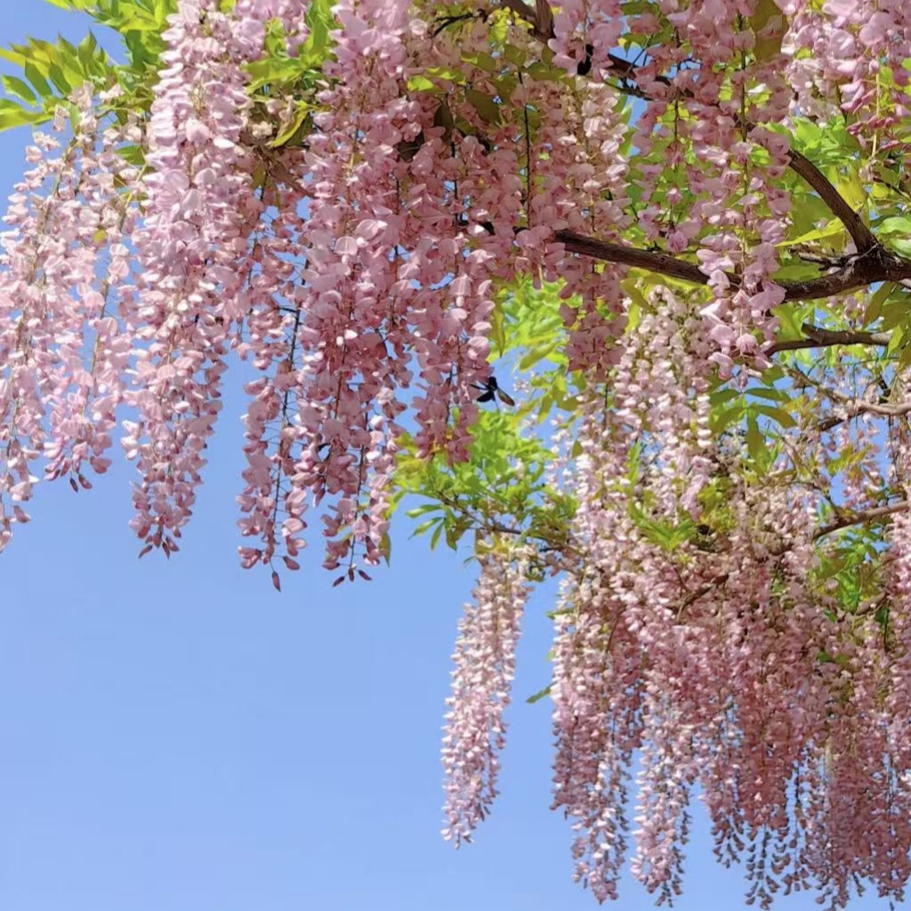 【顺丰送货上门加高1.3-1.6】粉红公主紫藤萝爬藤庭院垂吊四季开花