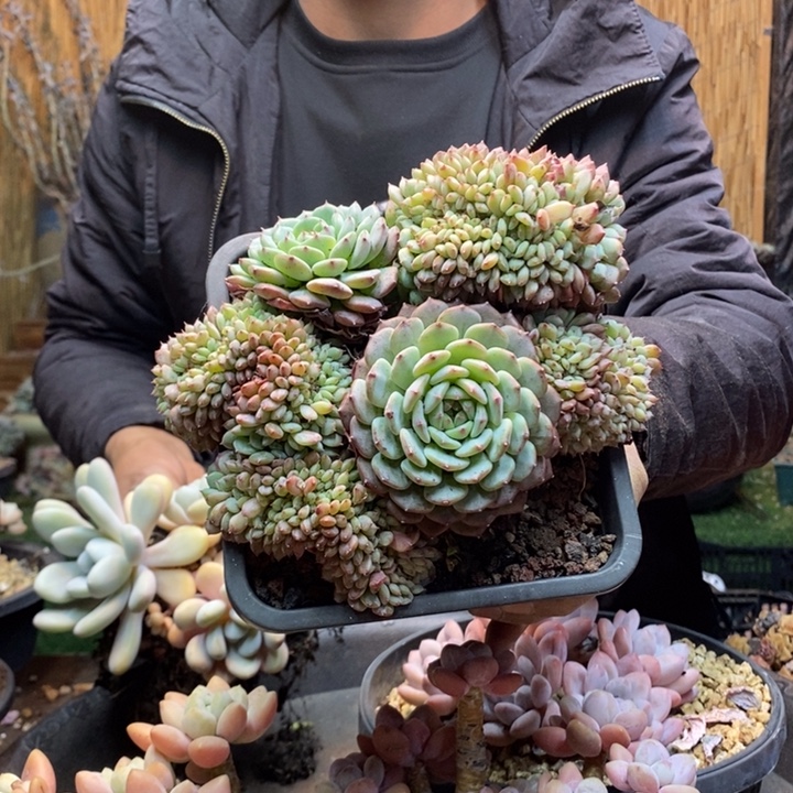 青***鳞708号白胖子多肉植物