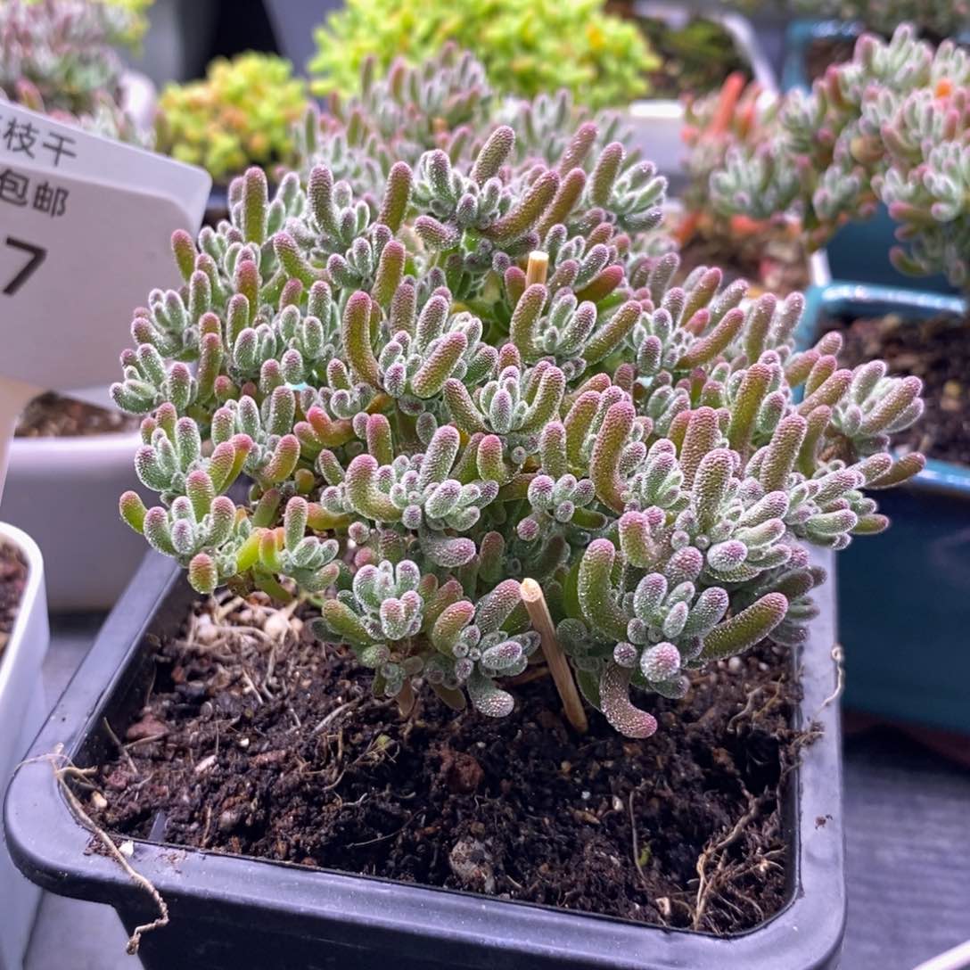 我****6236冰晶。               