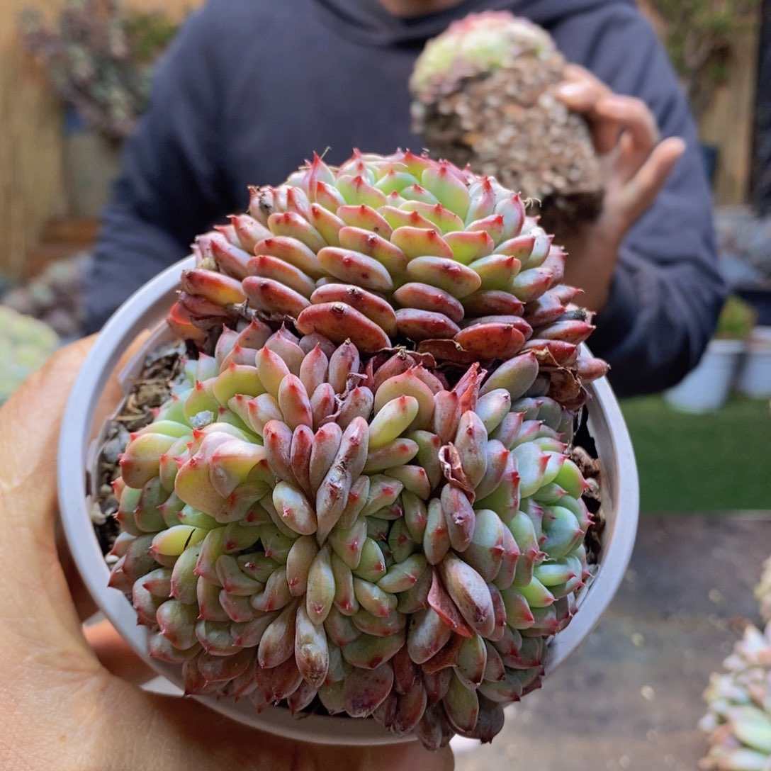 杳*A26号白胖子缀多肉