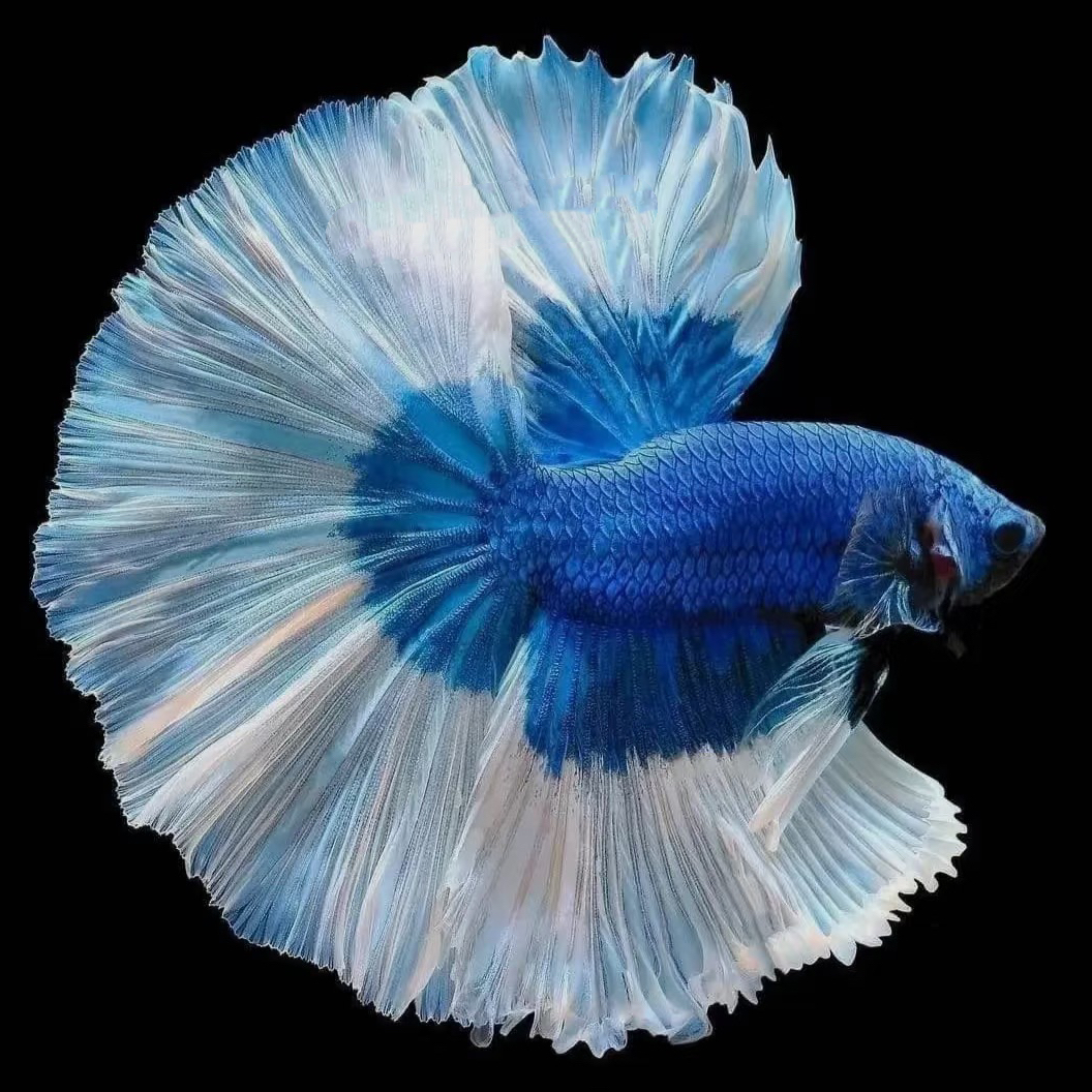 A6(121-144)精品泰国斗鱼小型热带观赏鱼