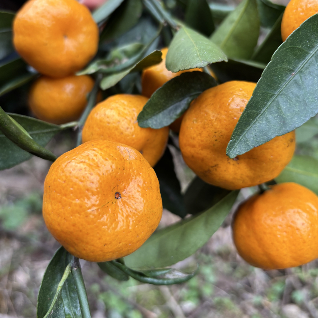 安化宝塔山南丰橘子现摘现发